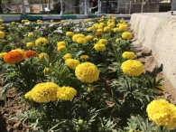 برنامه استقبال از نوروز