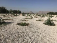 اجراي فضاي سبز و كاشت درختچه رمپ ورودي شهر