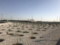 اجراي فضاي سبز و كاشت درختچه رمپ ورودي شهر