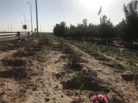 اجراي فضاي سبز و كاشت درختچه رمپ ورودي شهر