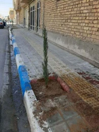 شروع کاشت گلهای فصلی و درخت در سطح شهر 